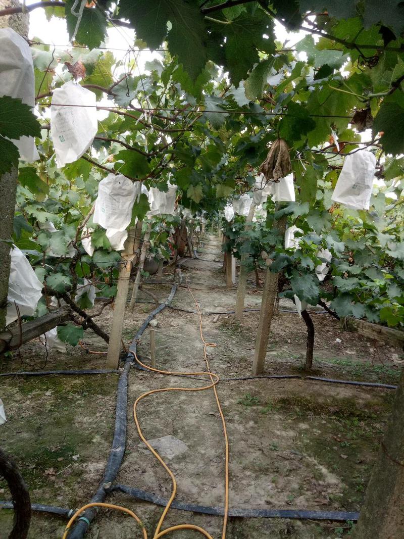 上海市嘉定区马陆镇阿水自己种植葡萄生态园内有十多种葡萄