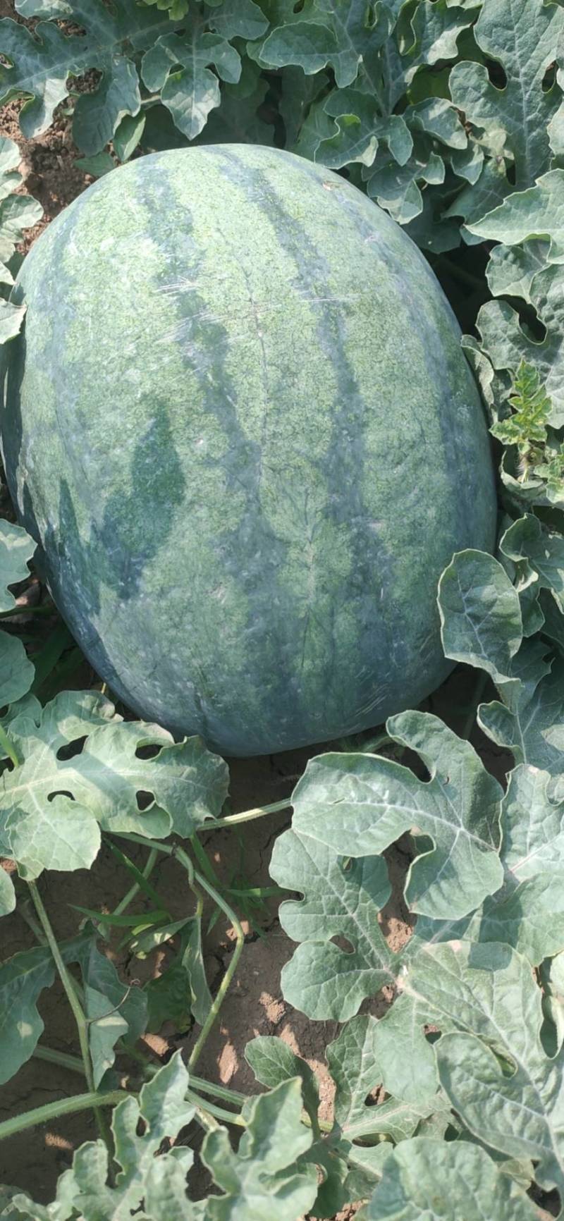 郭洪彬