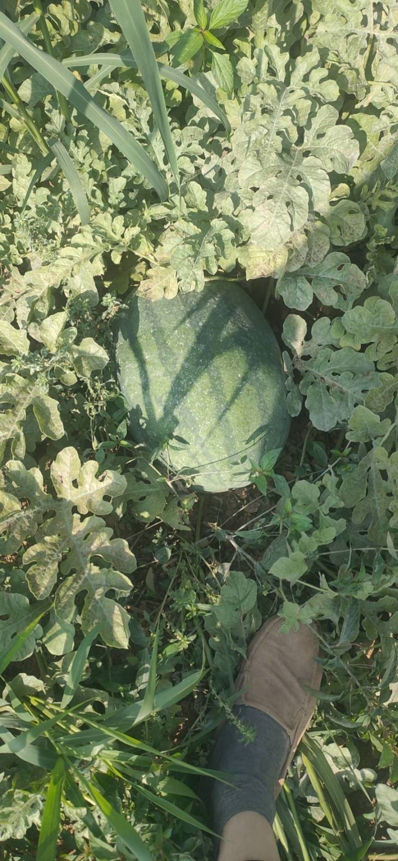 郭洪彬