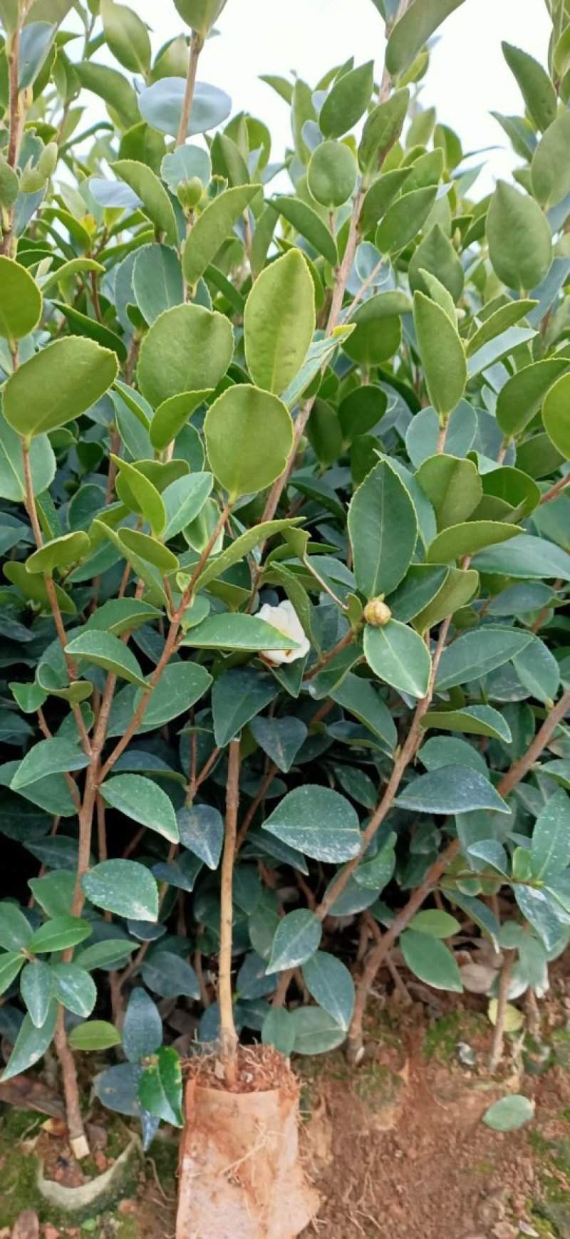 长林系列高产嫁接油茶苗年营养杯苗、轻基质杯苗皮溥出油率高