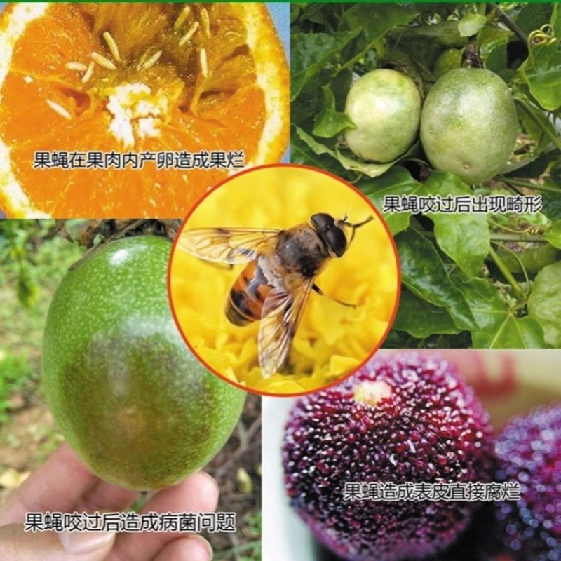 新型实用果实蝇诱捕器果园菜地瓜果实蝇药水引诱剂诱捕剂针
