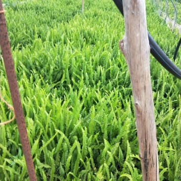 小袋苗肾蕨大量现货在售