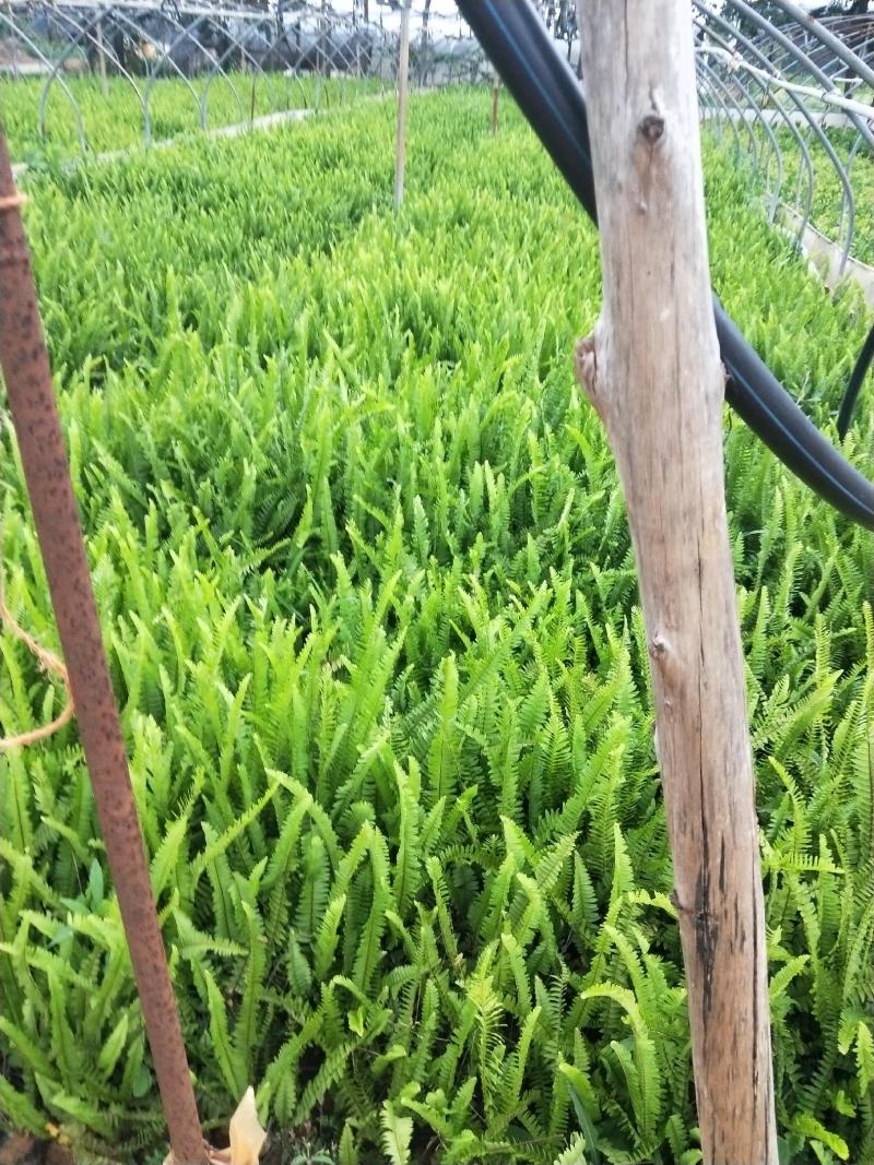 小袋苗肾蕨大量现货在售