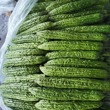 精品苦瓜大量上市，支持线上交易保证质量