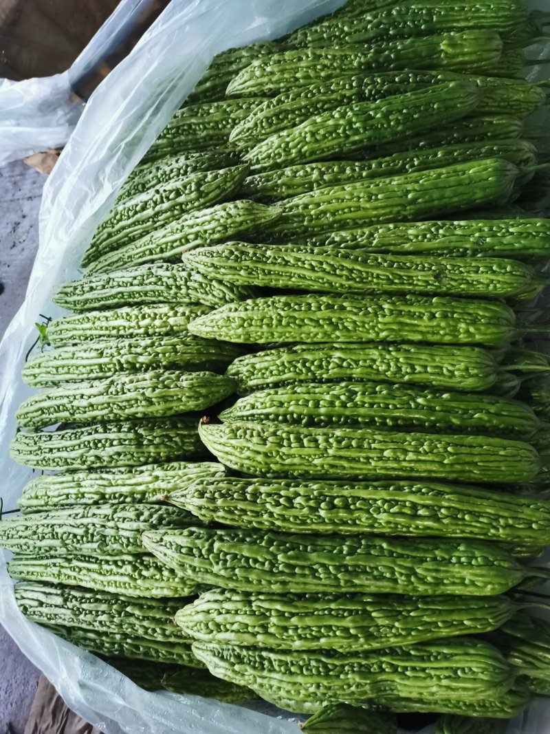 精品苦瓜大量上市，支持线上交易保证质量