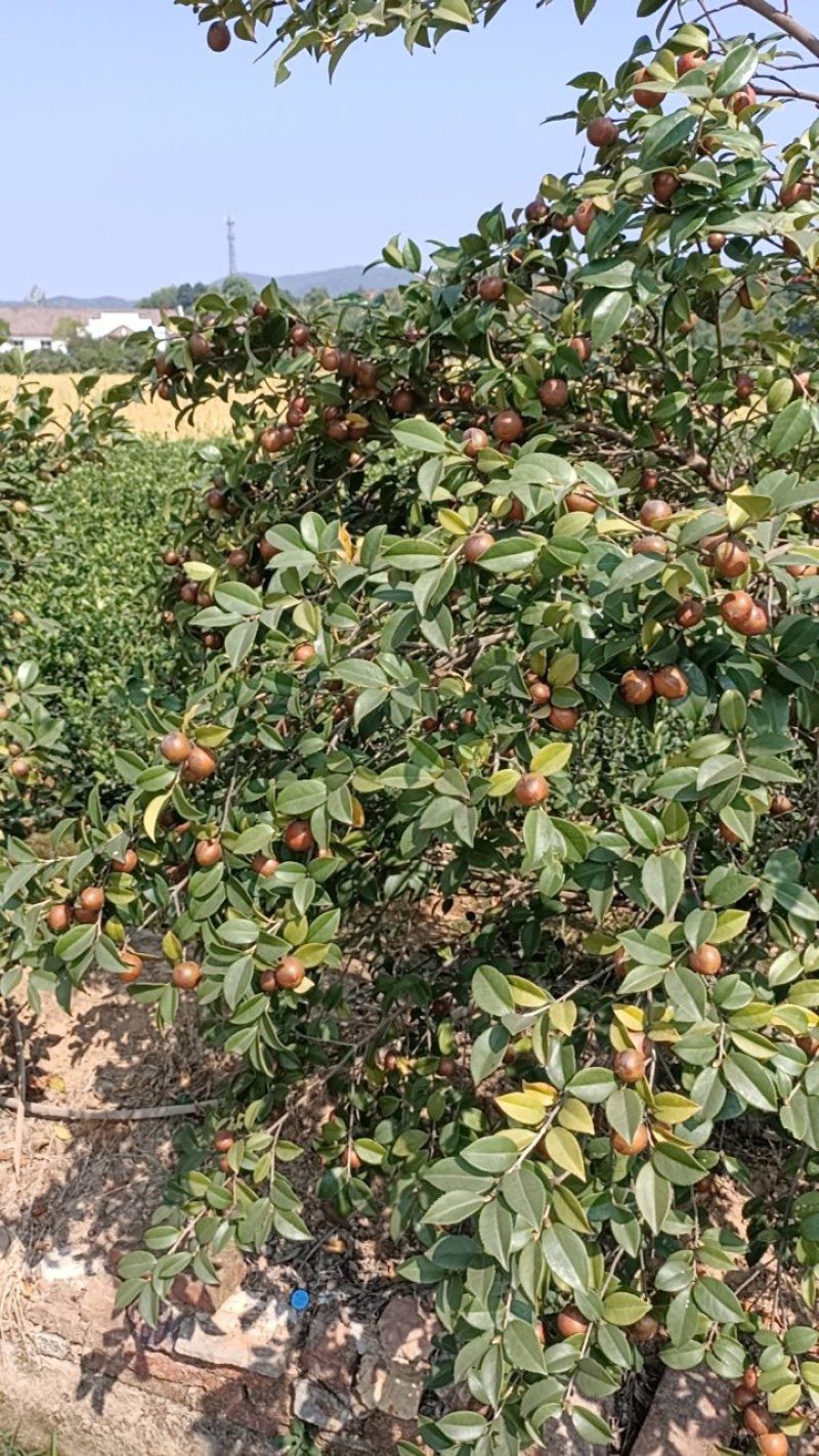 长林系列高产嫁接油茶苗年营养杯苗、轻基质杯苗皮溥出油率高