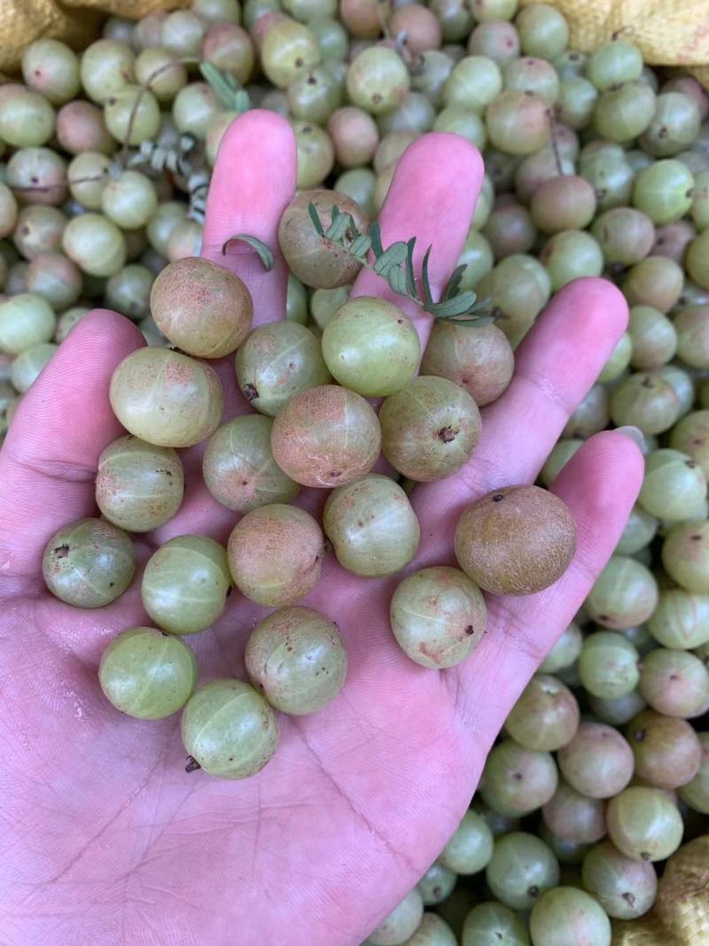 甜种牛柑果赤皮油甘果大珍珠油甘果新鲜牛油柑果青橄榄水果