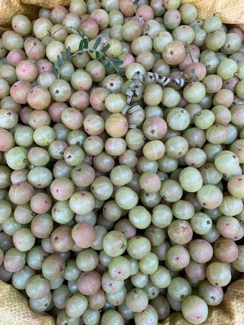 甜种牛柑果赤皮油甘果大珍珠油甘果新鲜牛油柑果青橄榄水果