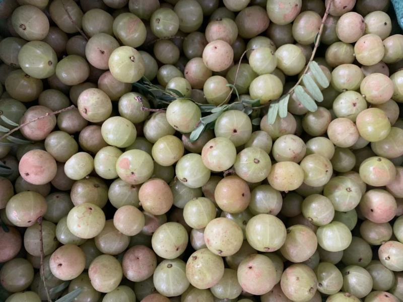 甜种牛柑果赤皮油甘果大珍珠油甘果新鲜牛油柑果青橄榄水果