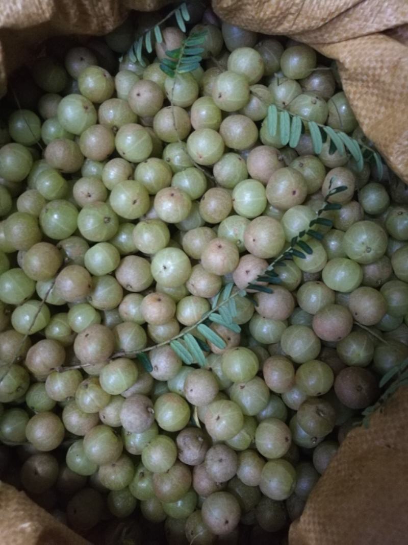 甜种牛柑果赤皮油甘果大珍珠油甘果新鲜牛油柑果青橄榄水果