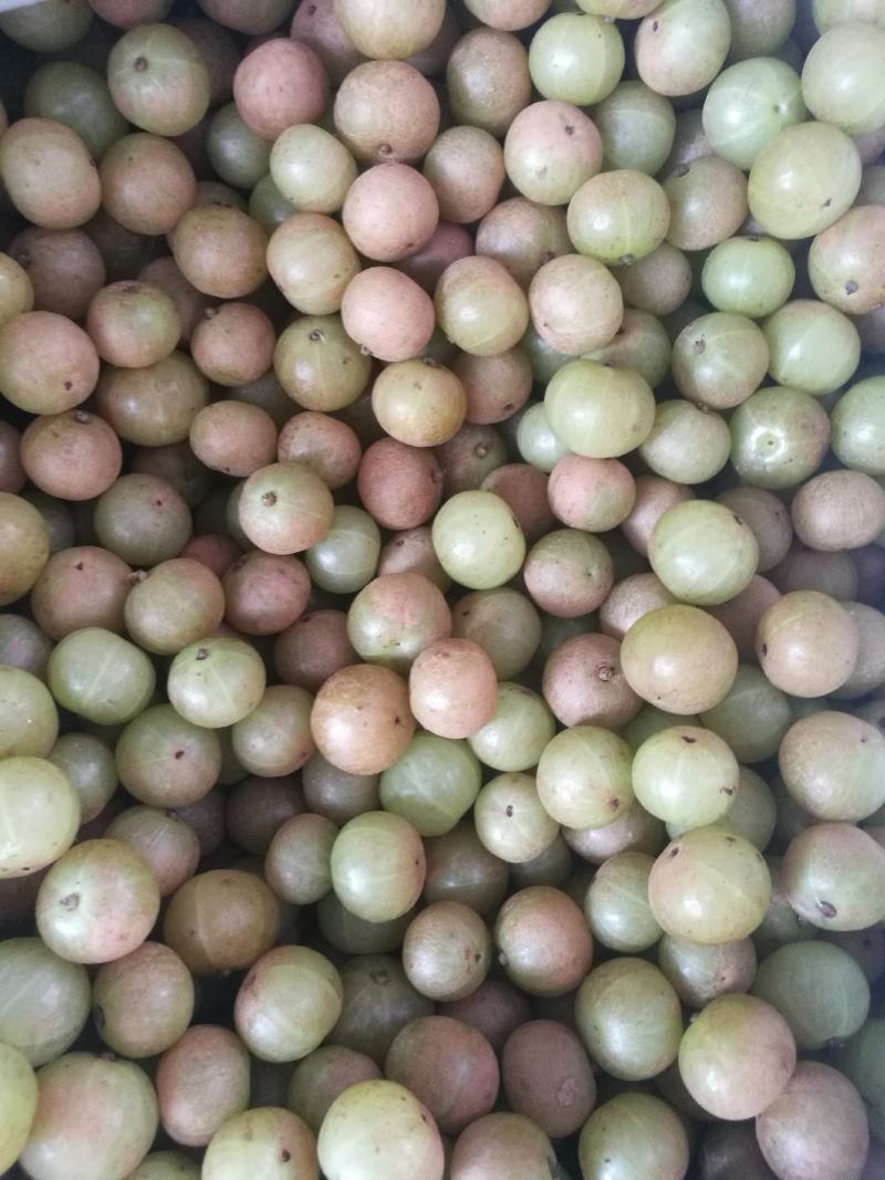 甜种牛柑果赤皮油甘果大珍珠油甘果新鲜牛油柑果青橄榄水果