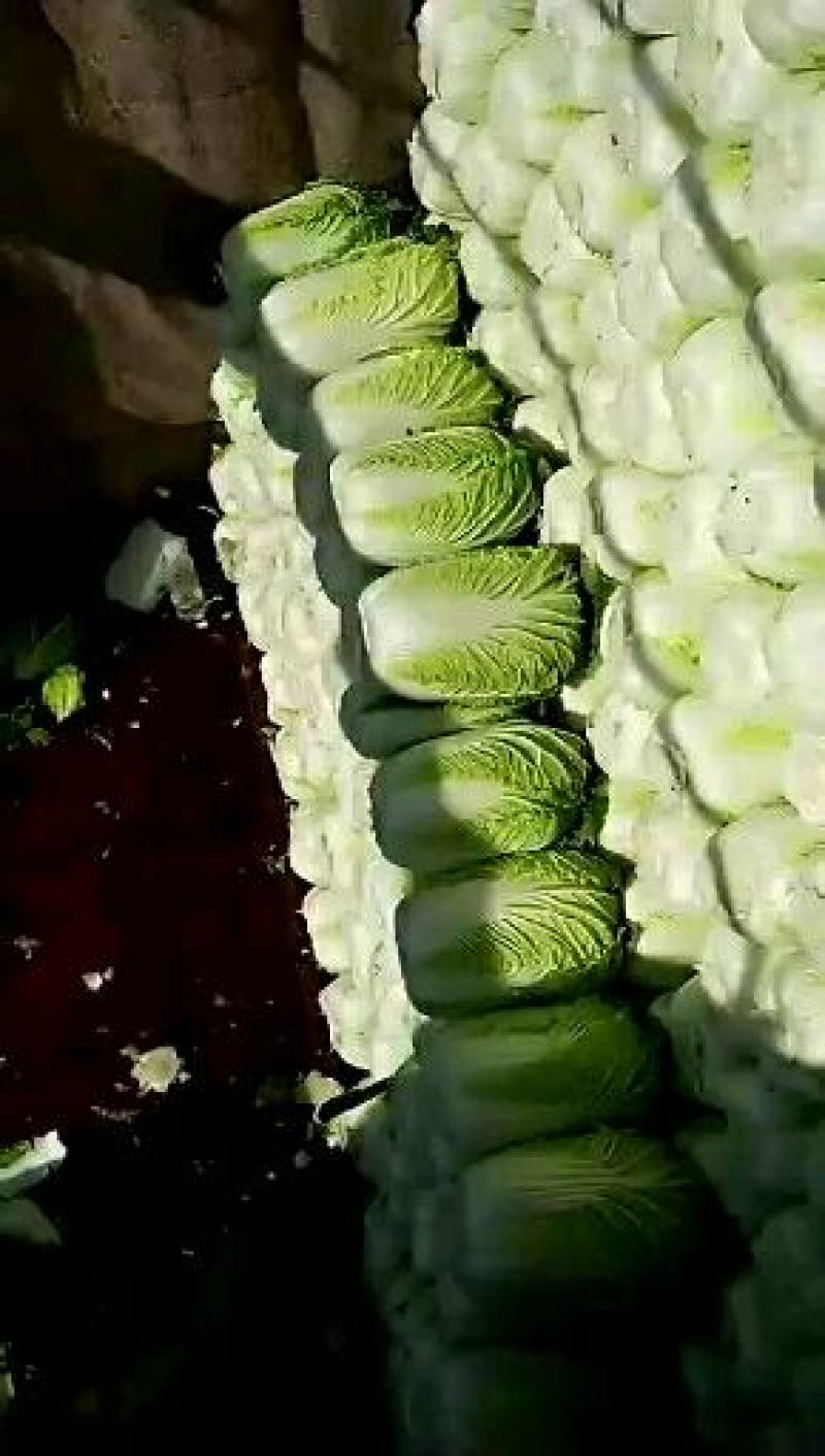 蔚县草沟堡乡精品大白菜～保证质量~全国发货