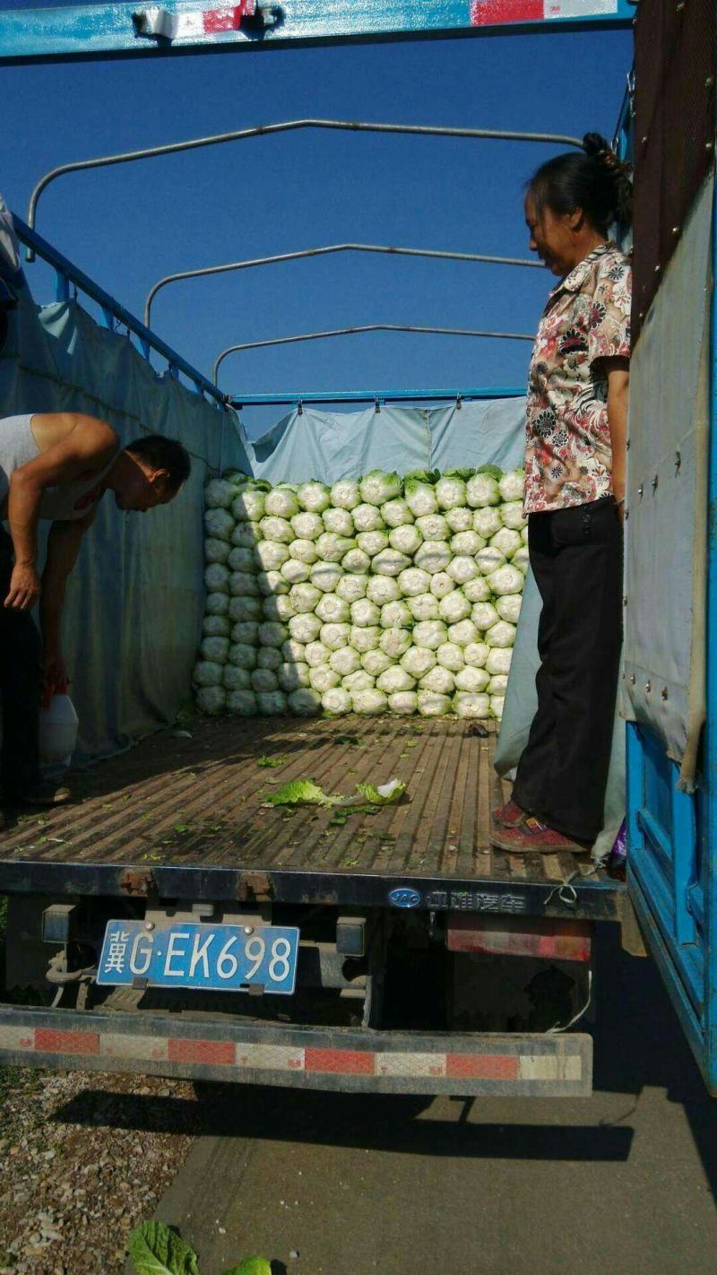 蔚县草沟堡乡精品大白菜～保证质量~全国发货