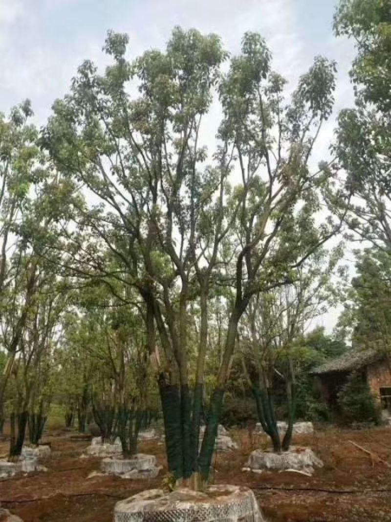 丛生香樟多杆香樟多头香樟自家苗圃基地质量保证手续齐全