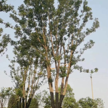 丛生香樟多杆香樟多头香樟自家苗圃基地质量保证手续齐全
