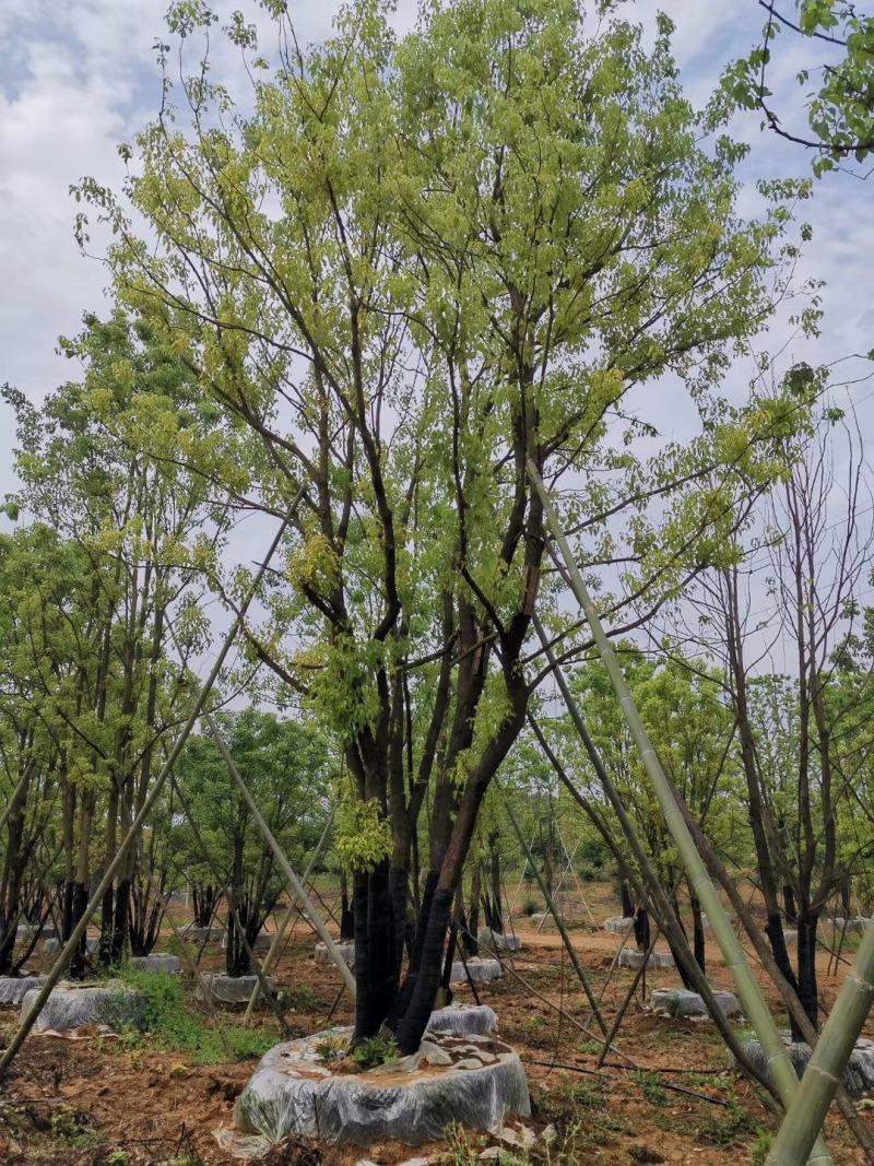 丛生香樟多杆香樟多头香樟自家苗圃基地质量保证手续齐全