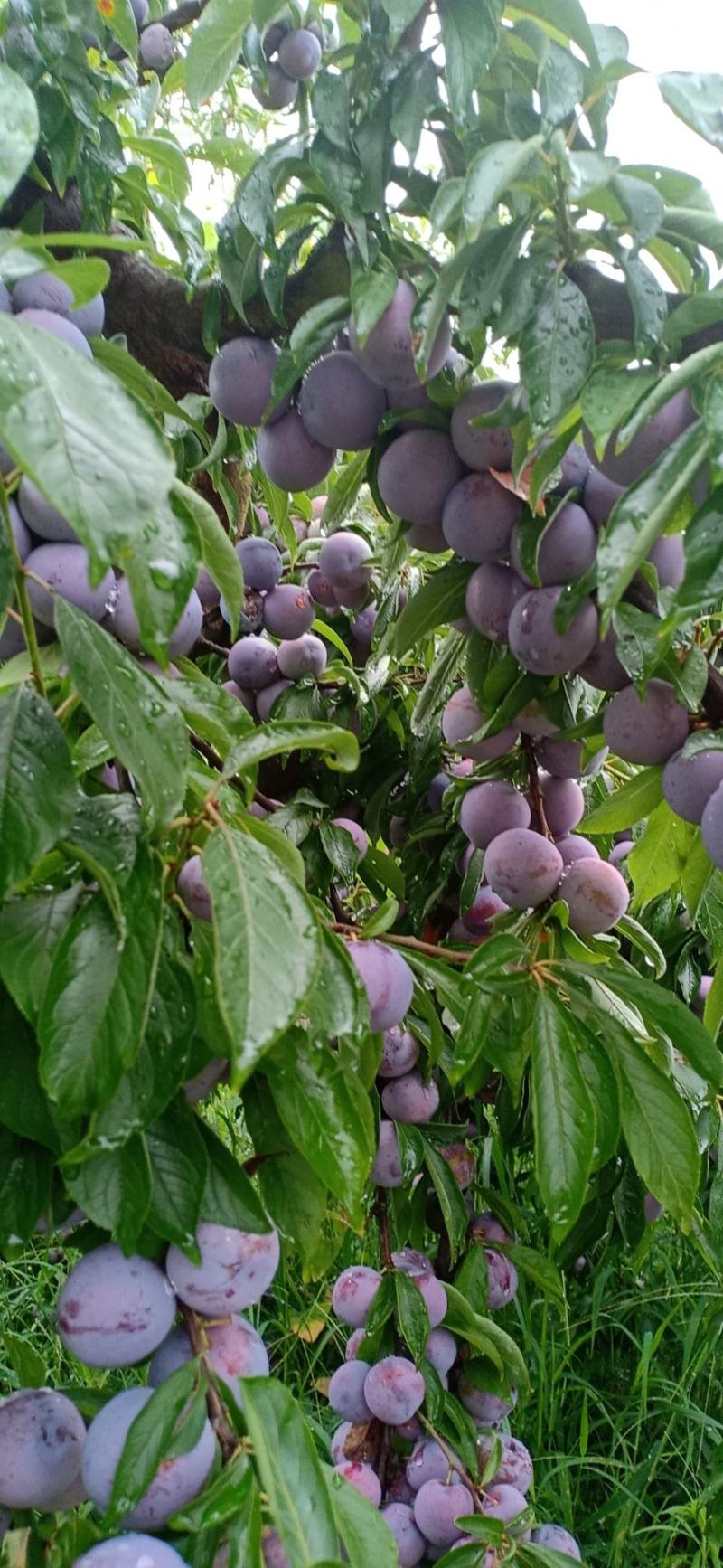 脆红李，又名茵红李爽甜可口，一手货源，新鲜采摘量大