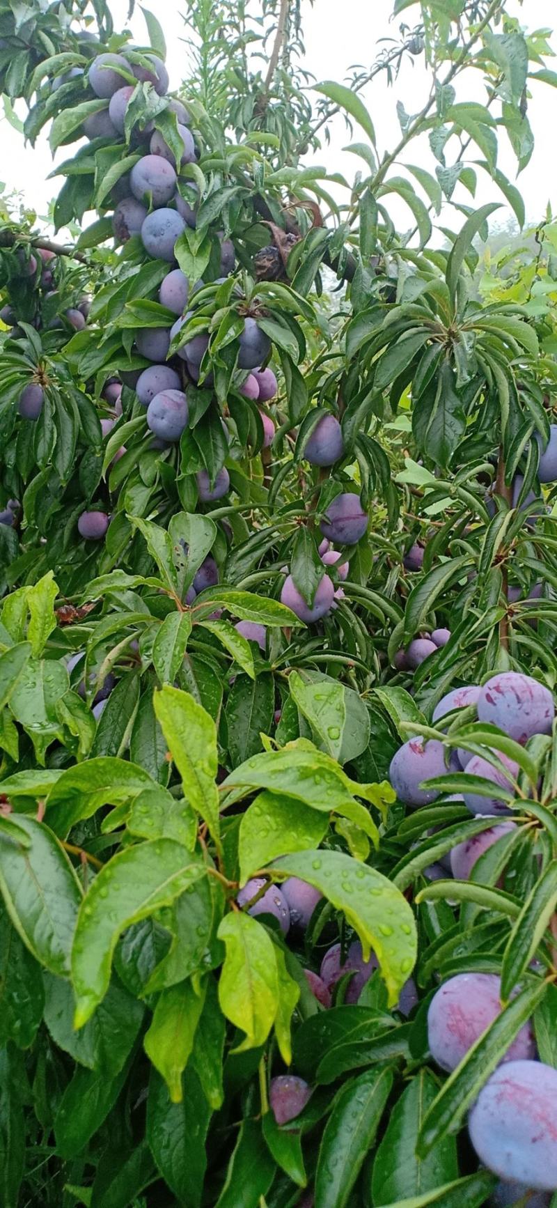 脆红李，又名茵红李爽甜可口，一手货源，新鲜采摘量大