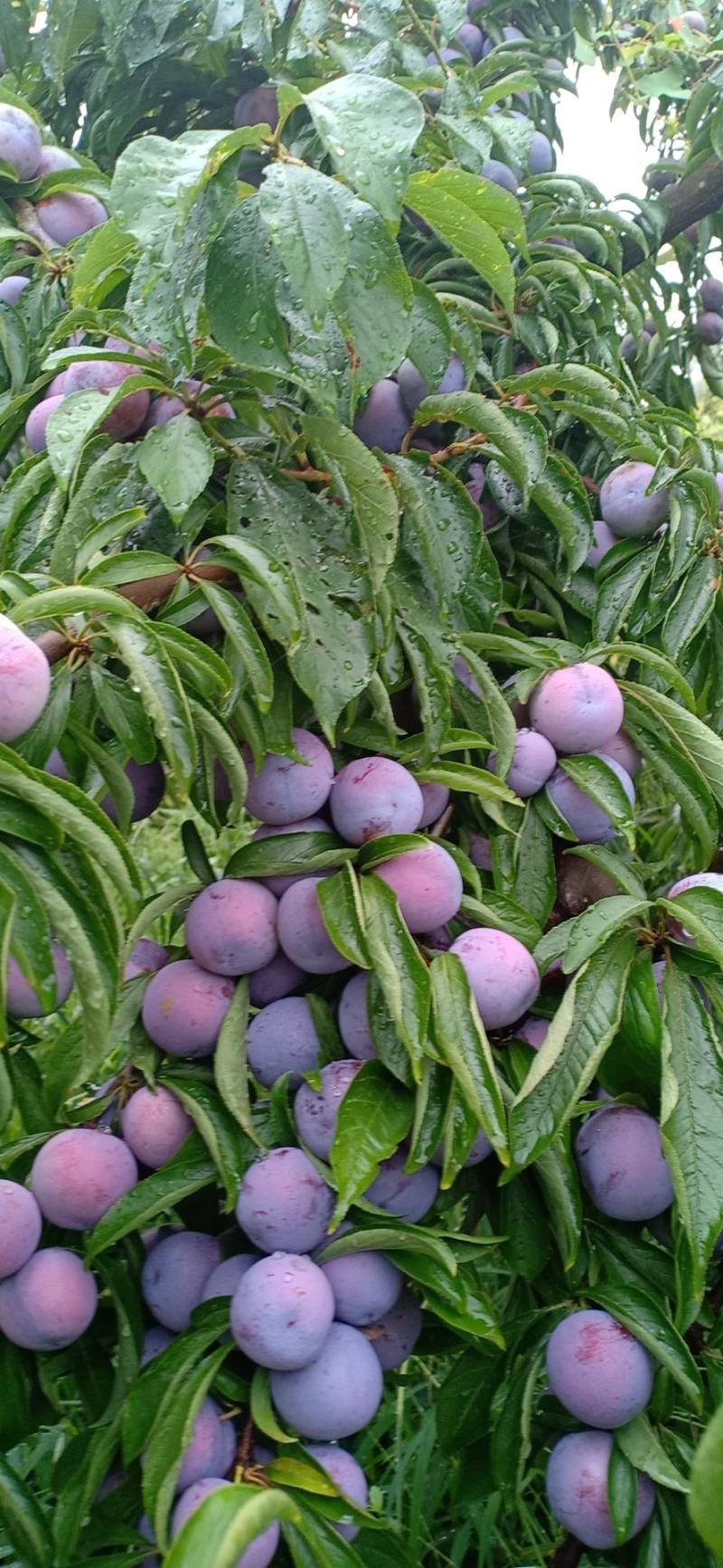 脆红李，又名茵红李爽甜可口，一手货源，新鲜采摘量大