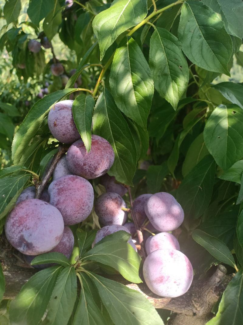 脆红李，又名茵红李爽甜可口，一手货源，新鲜采摘量大