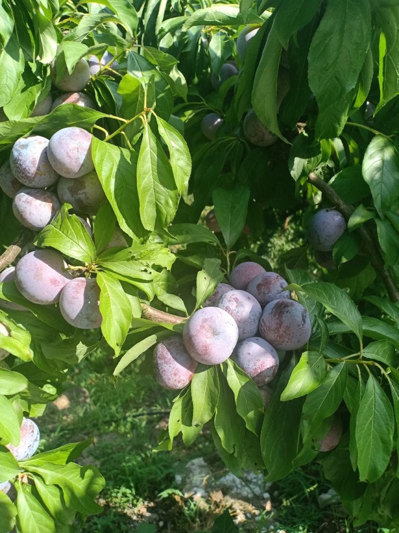 脆红李，又名茵红李爽甜可口，一手货源，新鲜采摘量大