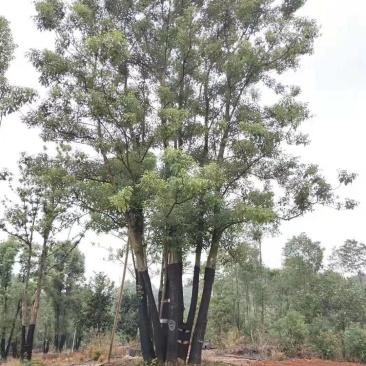 40-120公分丛生香樟多杆香樟多头香樟自家苗圃基地