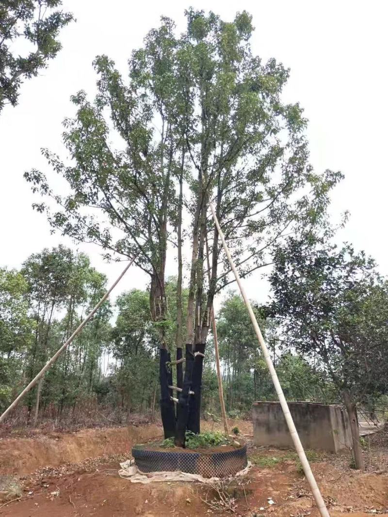 40-120公分丛生香樟多杆香樟多头香樟自家苗圃基地