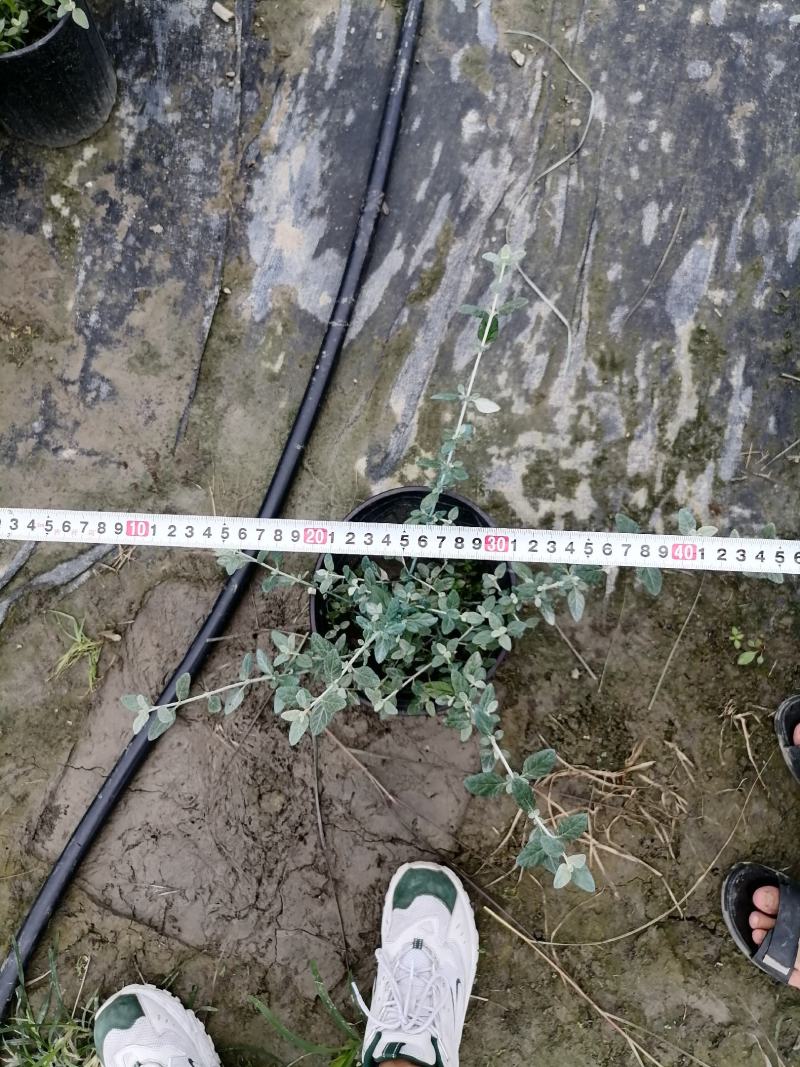自家苗圃供应水果兰基地直销杯苗视频看货保质保量