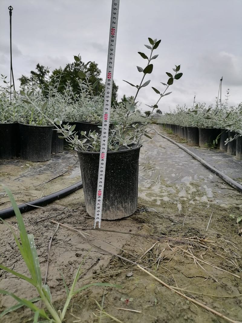 自家苗圃供应水果兰基地直销杯苗视频看货保质保量