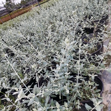 自家苗圃供应水果兰基地直销杯苗视频看货保质保量