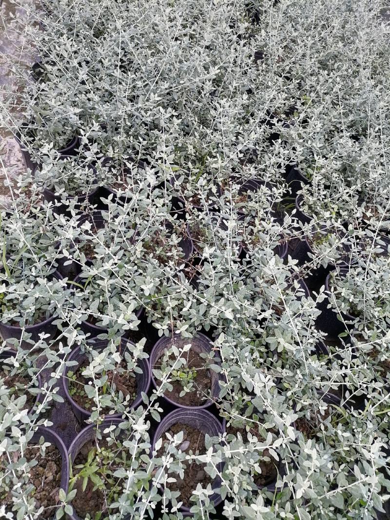 自家苗圃供应水果兰基地直销杯苗视频看货保质保量
