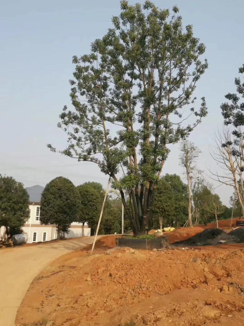丛生香樟多杆香樟多头香樟自家苗圃基地直供