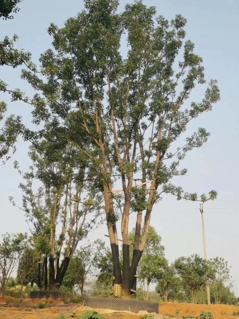 丛生香樟多杆香樟多头香樟自家苗圃基地直供