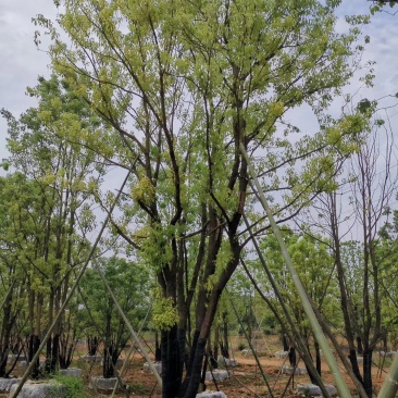 丛生香樟多杆香樟多头香樟自家苗圃基地直供