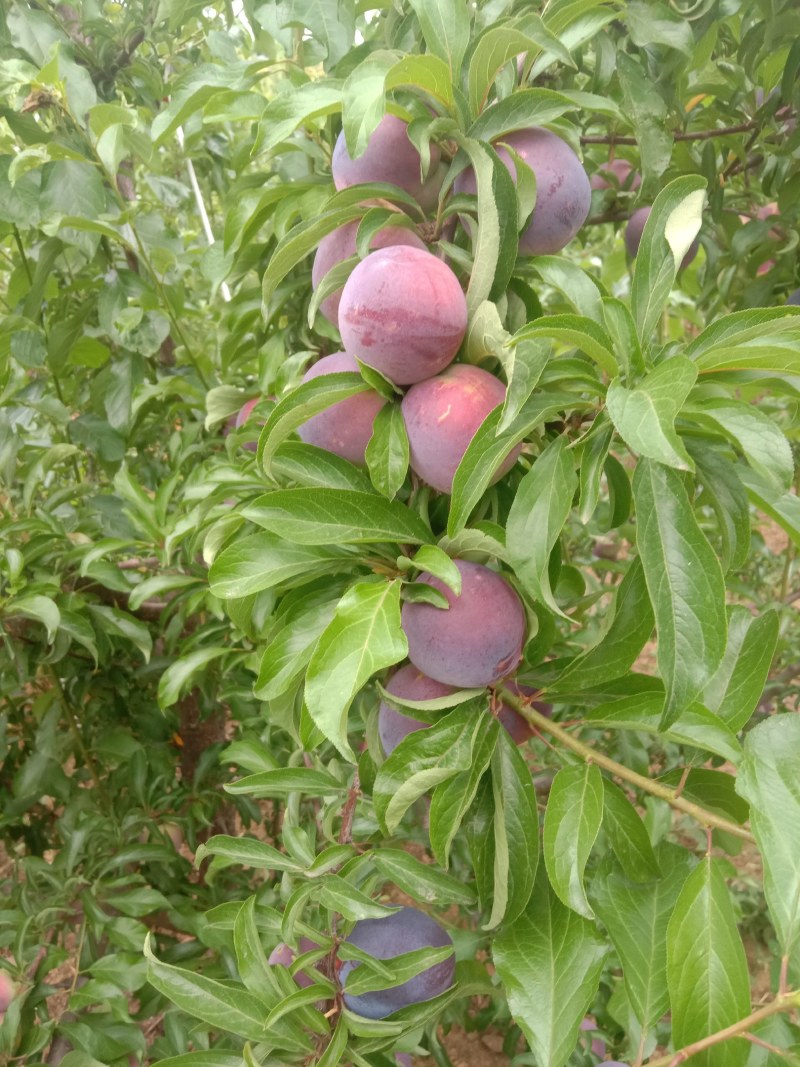 桃，李子