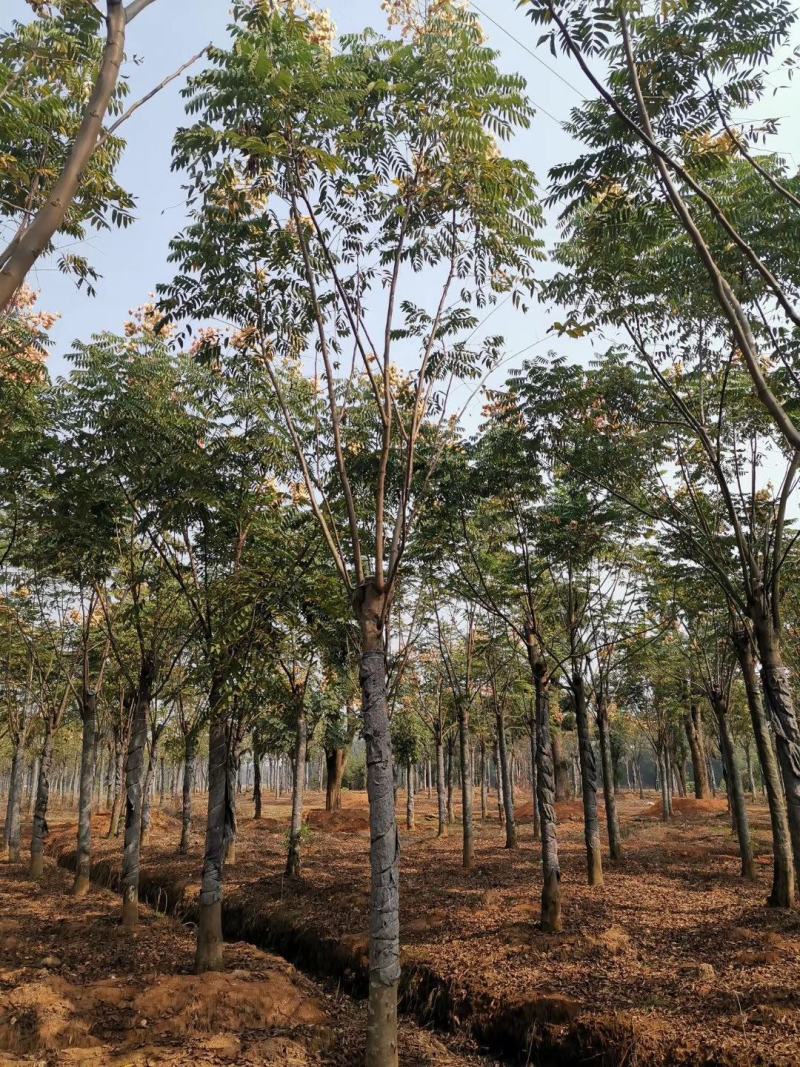 15-20黄山栾树自家苗圃基地直供质量保证