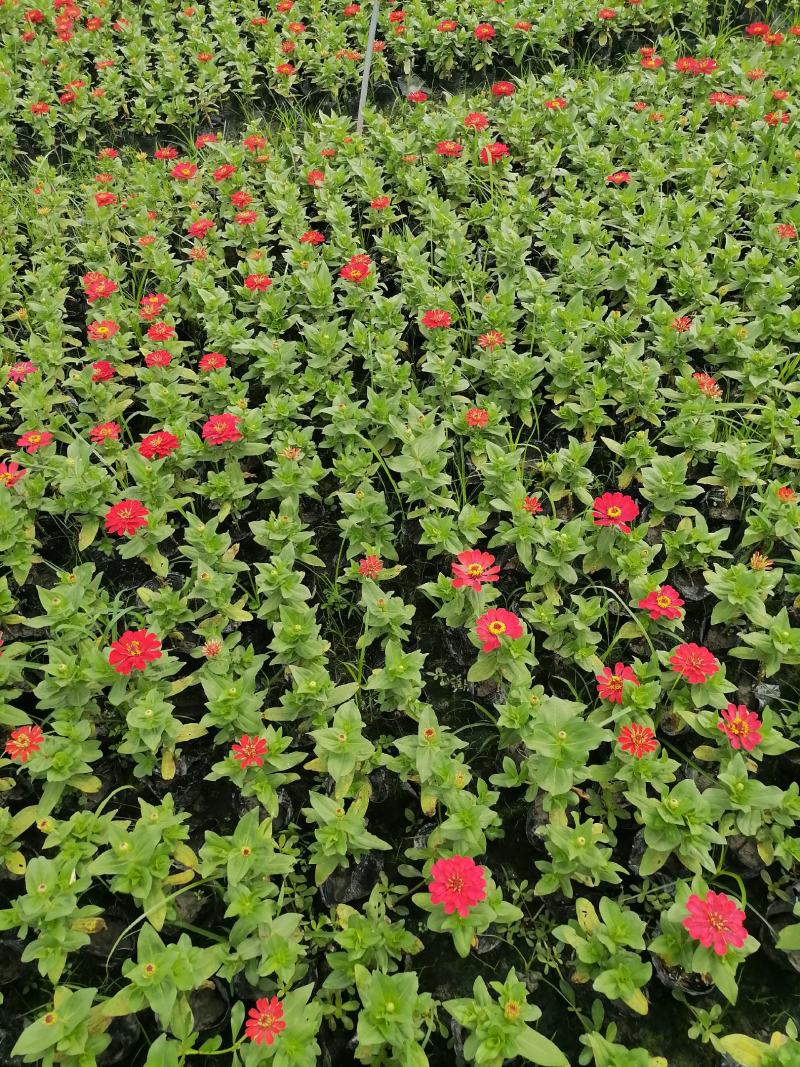 自家苗圃供应百日草红花百日菊基地直销国庆花卉百日菊