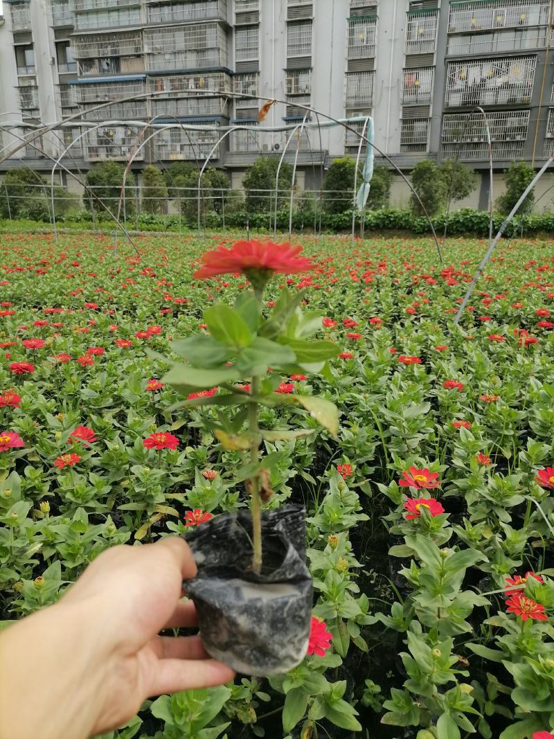 自家苗圃供应百日草红花百日菊基地直销国庆花卉百日菊