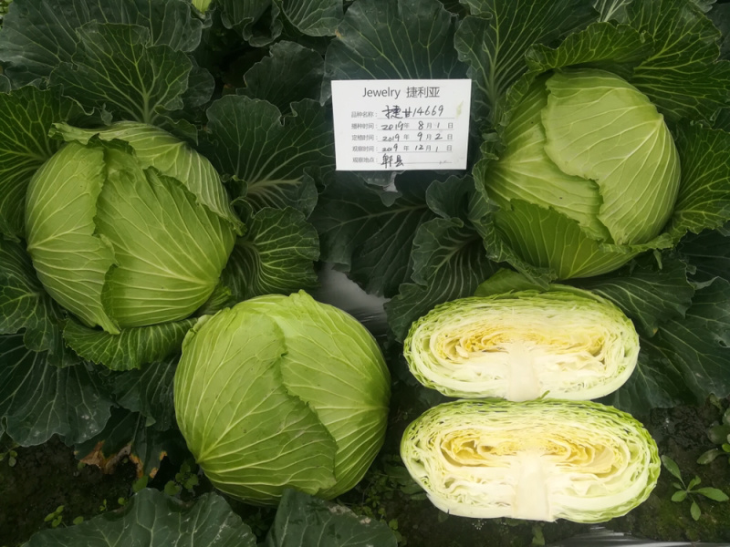 耐热耐湿夏秋播种扁球进口甘蓝种子脆莲白