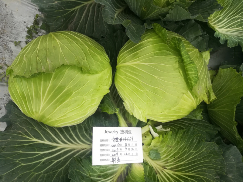 耐热耐湿夏秋播种扁球进口甘蓝种子脆莲白