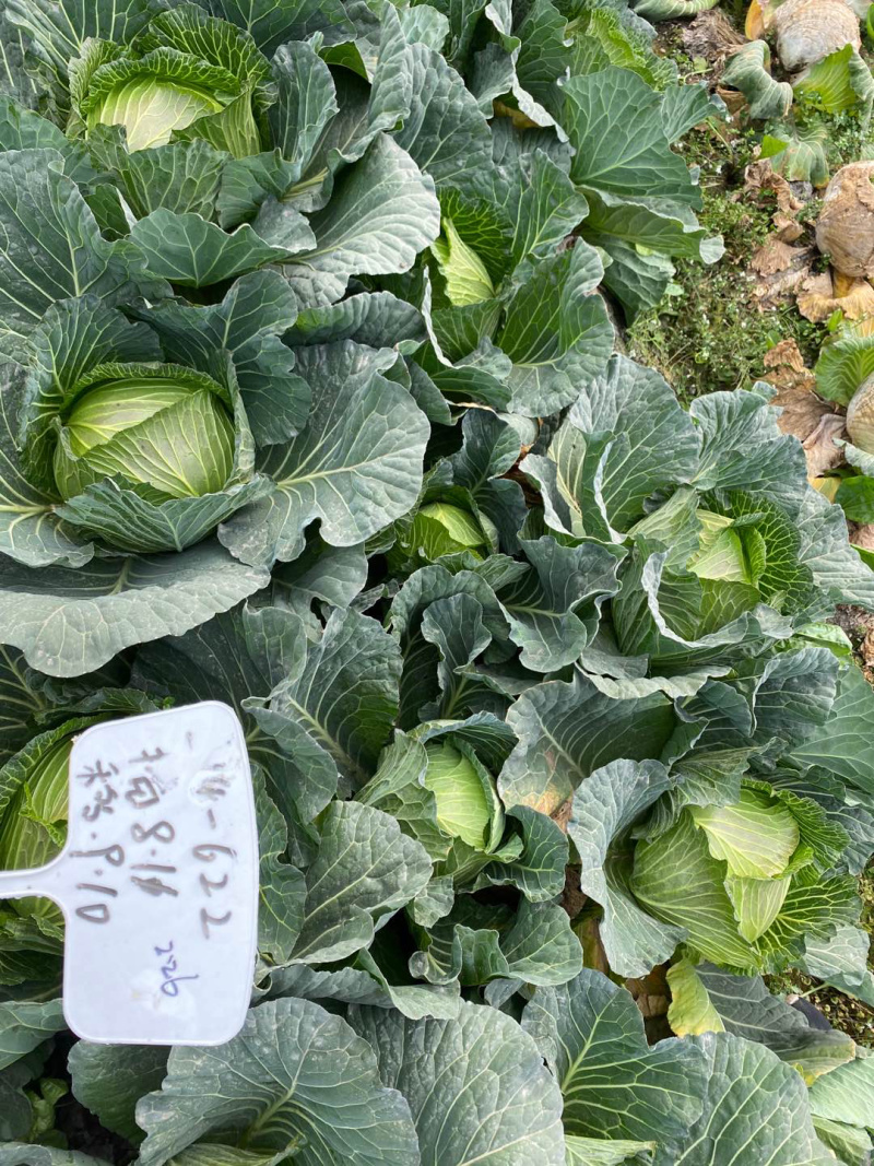 耐热耐湿夏秋播种扁球进口甘蓝种子脆莲白
