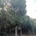 30-60公分大骨架移植香樟容器袋苗自家苗圃基地直供