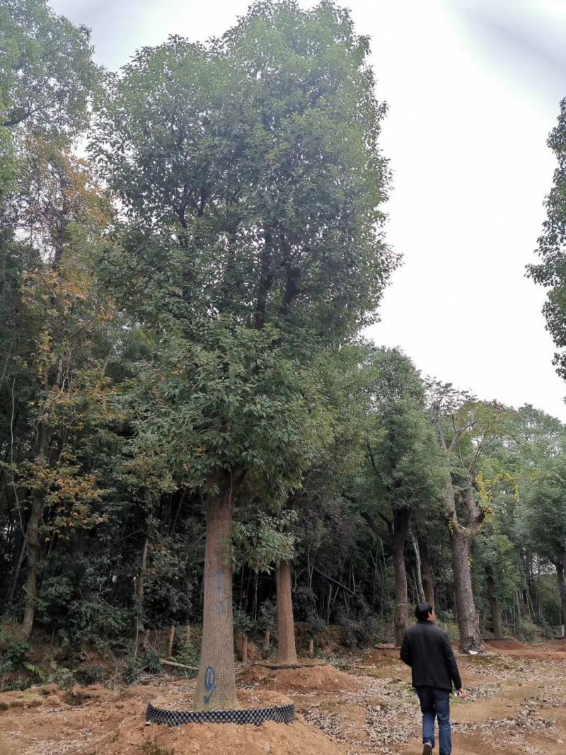 30-60公分大骨架移植香樟容器袋苗自家苗圃基地直供
