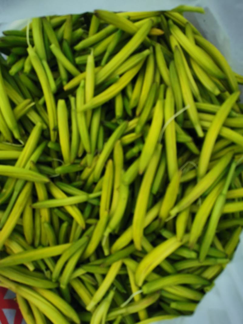黄花菜