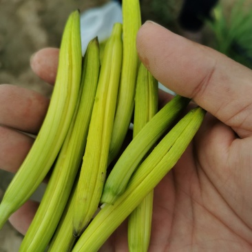 黄花菜