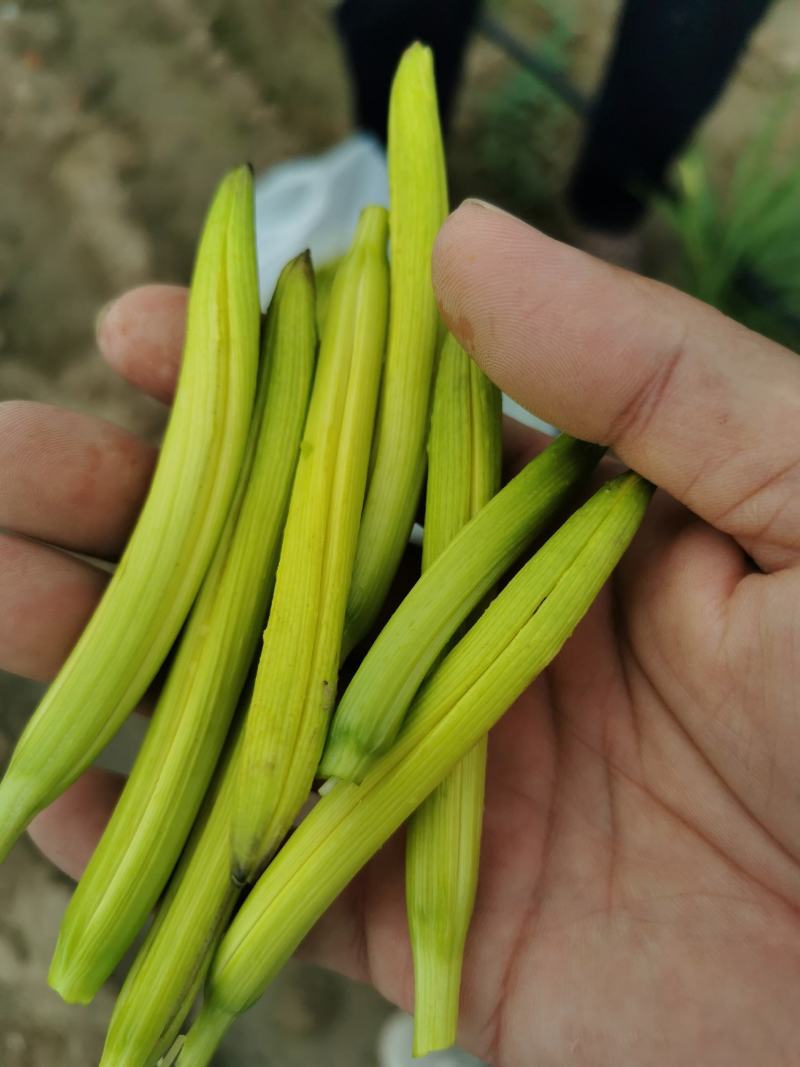 黄花菜