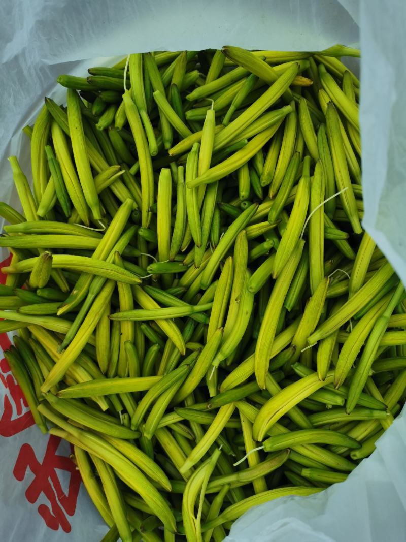 黄花菜