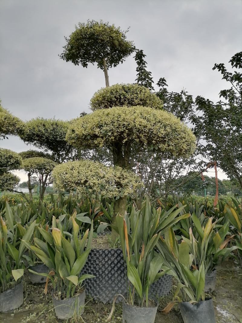 供应金叶黄杨盆景造型基地直销视频看货保质保量