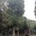 20-60公分大骨架移植香樟容器袋苗香樟丛生香樟