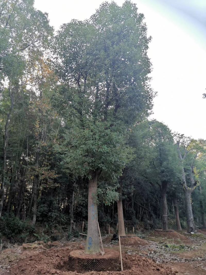 20-60公分大骨架移植香樟容器袋苗香樟丛生香樟